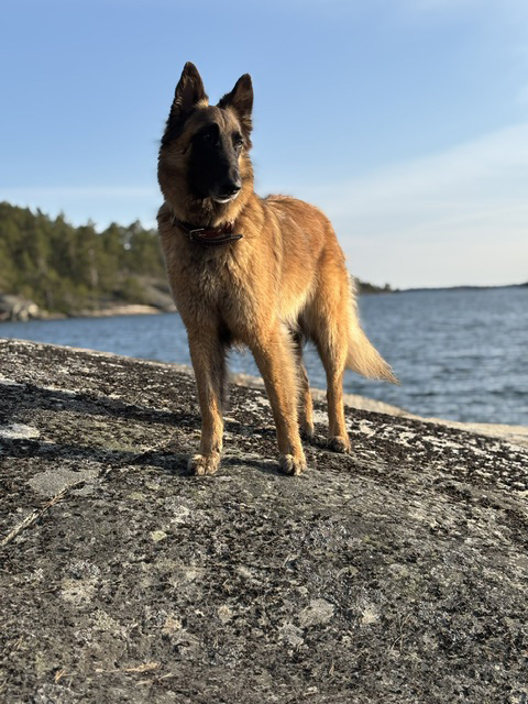 kuva